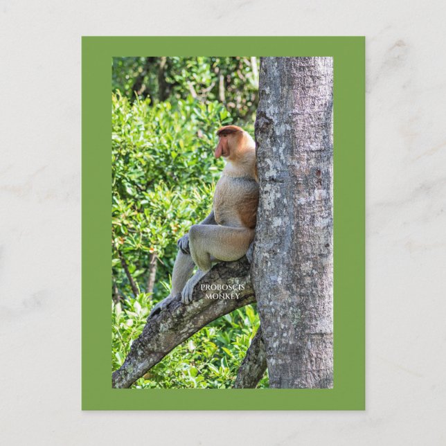 Cartão Postal Macaco Narigudo (Frente)