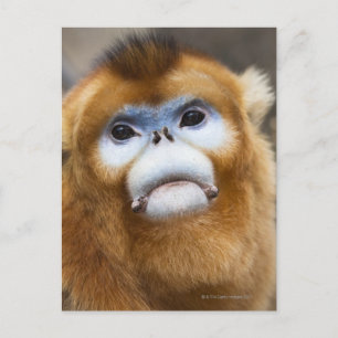 Cartão Postal Macaco-Ouro-macaco Pygathrix roxellana, retrato
