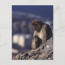 Cartão Postal Macaco Pensivo em Gibraltar