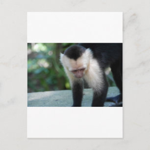 Cartão Postal Macaco-prego.JPG
