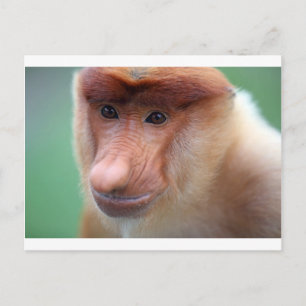 Cartão Postal Macaco-prego Labuk Bay Borneo