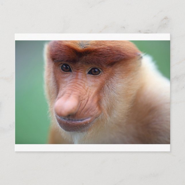 Cartão Postal Macaco-prego Labuk Bay Borneo (Frente)