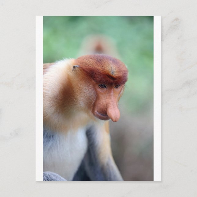 Cartão Postal Macaco-prego Labuk Bay Borneo (Frente)