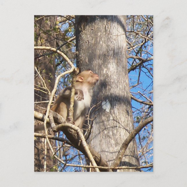 Cartão Postal macaco rhesus olhando (Frente)