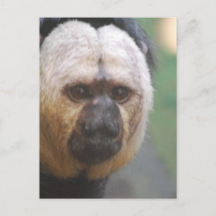Cartão Postal Macaco Saki Fofo