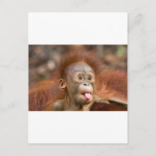 Cartão Postal Macacos 2