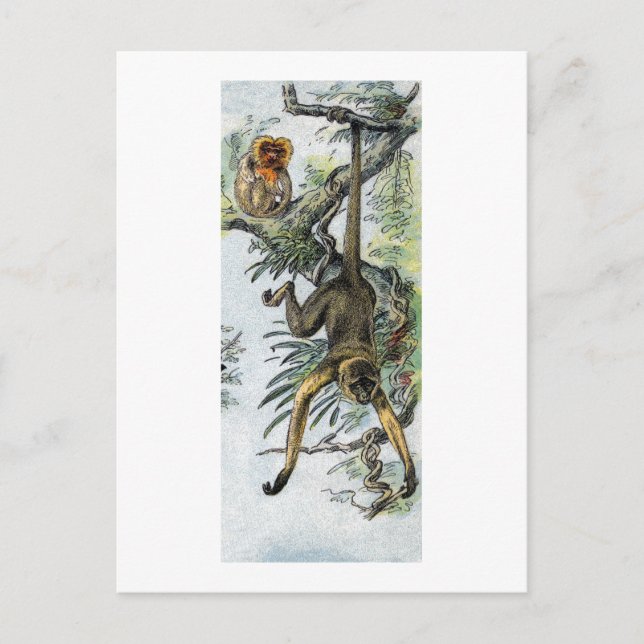 Cartão Postal Macacos - aranha e sagui (Frente)