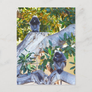 Cartão Postal Macacos Black Langur Comendo, Cartão-postal