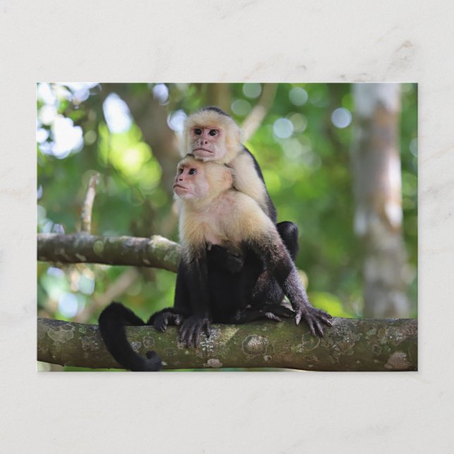 Cartão Postal Macacos Capuchin (Frente)