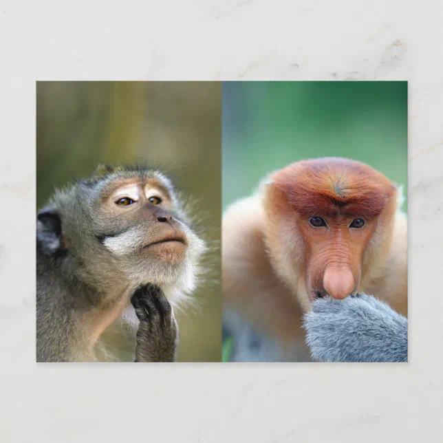 Macacos engraçados
