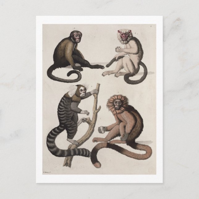 Cartão Postal Macacos (litoral colorido) (Frente)