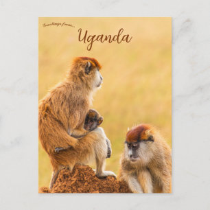 Cartão Postal Macacos Patas em Uganda