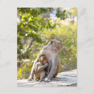 Cartão Postal Macacos Rhesus Macaque, mãe e bebê, na parede