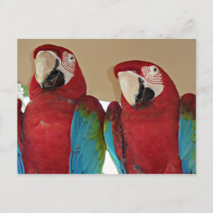Cartão Postal Macacos vermelhos, azuis, verdes (papagaios)