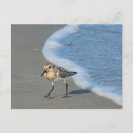 Cartão Postal - Maçarico na Praia