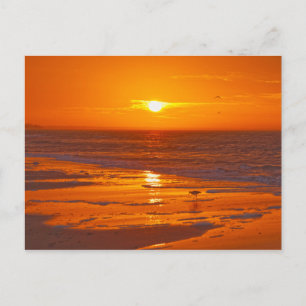 Cartão Postal Maçarico-nobre numa Praia da Flórida ao Amanhecer