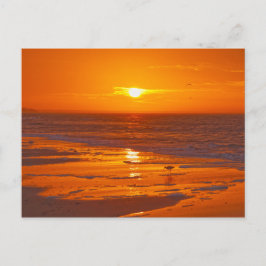 Cartão Postal Maçarico-nobre numa Praia da Flórida ao Amanhecer