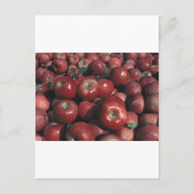 Cartão Postal Maçãs do Michigan (Frente)