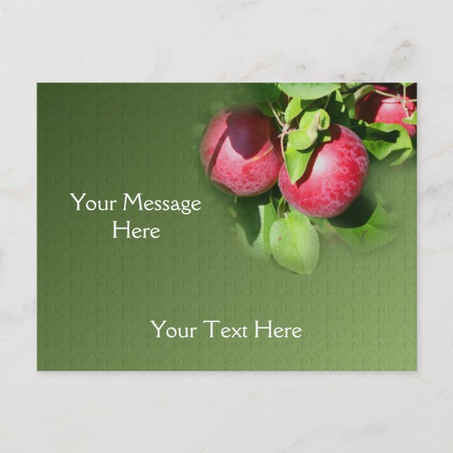 Cartão Postal Maçãs McIntosh Vermelhas Na Natureza Da Árvore (Frente)