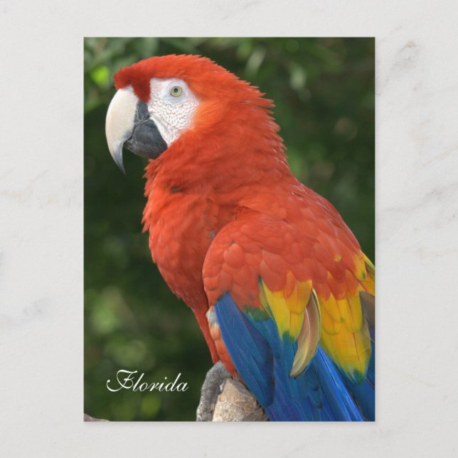 Cartão Postal Macaw (Frente)