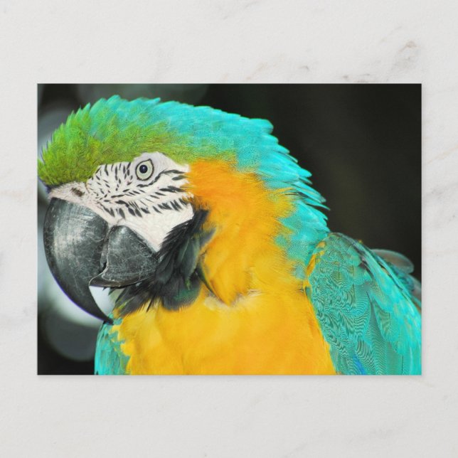 Cartão Postal Macaw (Frente)