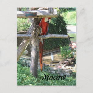 Cartão Postal Macaw