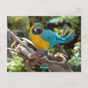 Cartão Postal Macaw