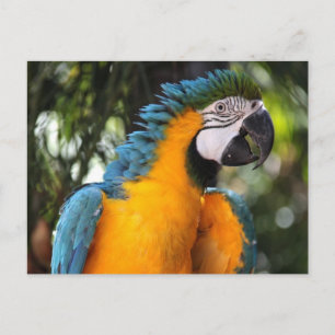 Cartão Postal Macaw azul e amarelo