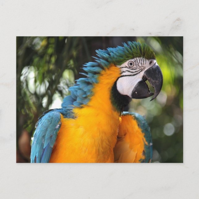 Cartão Postal Macaw azul e amarelo (Frente)
