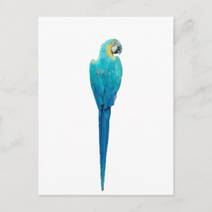 Cartão Postal Macaw azul e amarelo do Junglewalk.com