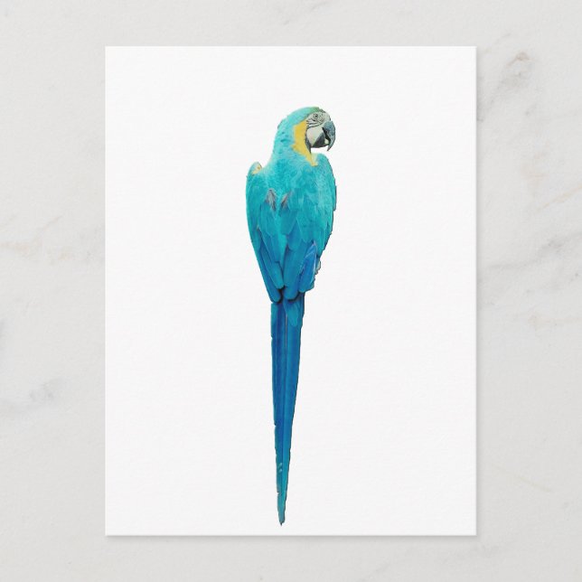 Cartão Postal Macaw azul e amarelo do Junglewalk.com (Frente)