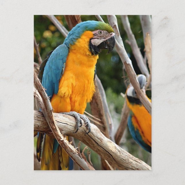 Cartão Postal Macaw Azul E Dourado (Frente)