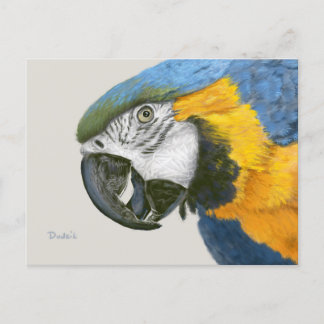 Cartão Postal Macaw azul e Dourado