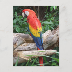 Cartão Postal Macaw cêntrico
