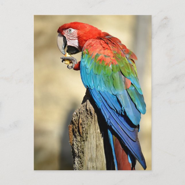 Cartão Postal Macaw de asa verde em perca (Frente)