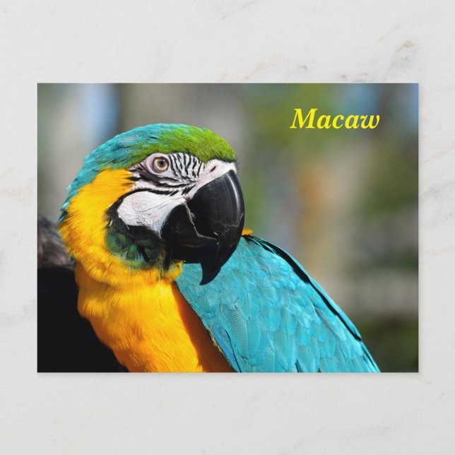 Cartão Postal Macaw de cor vibrante (Frente)
