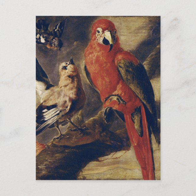 Cartão Postal Macaw e Bullfinch (Frente)
