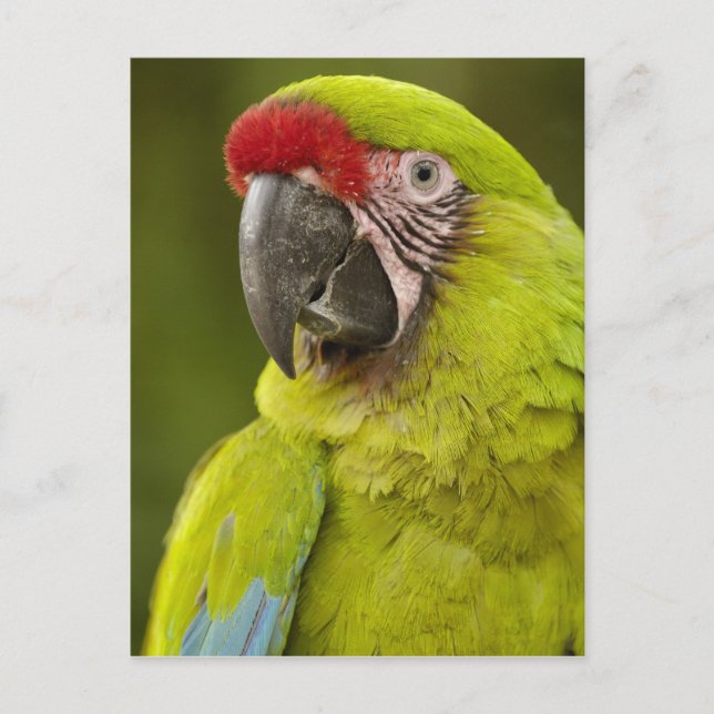 Cartão Postal Macaw Militar (Frente)