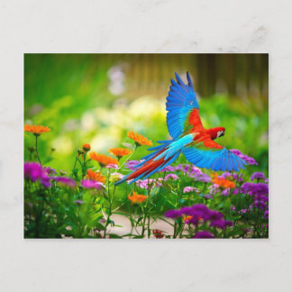 Cartão Postal Macaw Parrot
