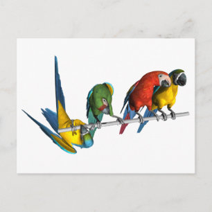 Cartão Postal Macaw Parrot