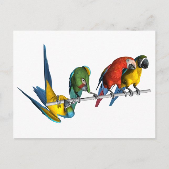 Cartão Postal Macaw Parrot (Frente)