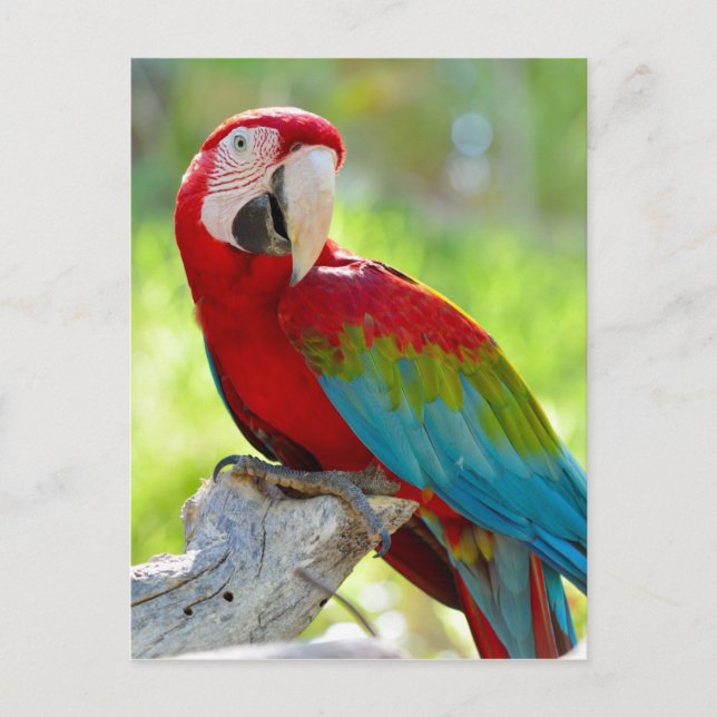 Cartão Postal Macaw sentado no galho (Frente)