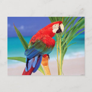 Cartão Postal Macaw Tropical
