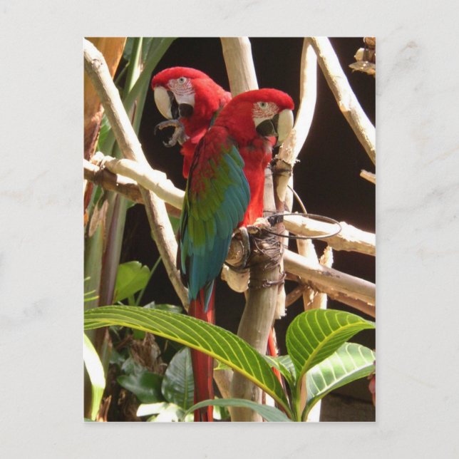 Cartão Postal Macaws (Frente)
