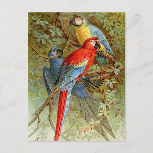 Cartão Postal Macaws (Frente)