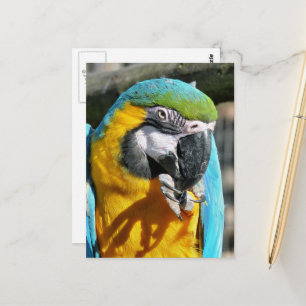 CARTÃO POSTAL MACAWS