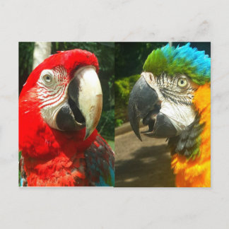 Cartão Postal Macaws Coloridos, Cartão-postal de Trinidade