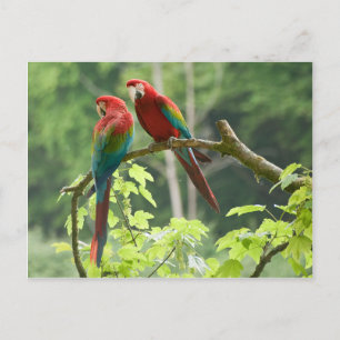 Cartão Postal Macaws Verde-voados