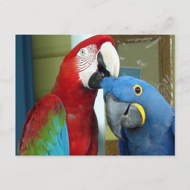 Cartão Postal Macaws Vermelho e Azul Coloridos (Frente)