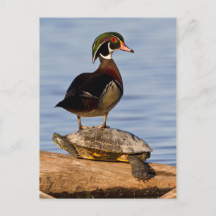 Cartão Postal Macho do Pato da Madeira em pé no cursor vermelho
